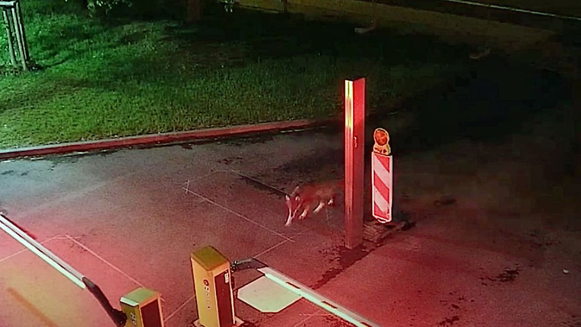 WolfKöln.jpg