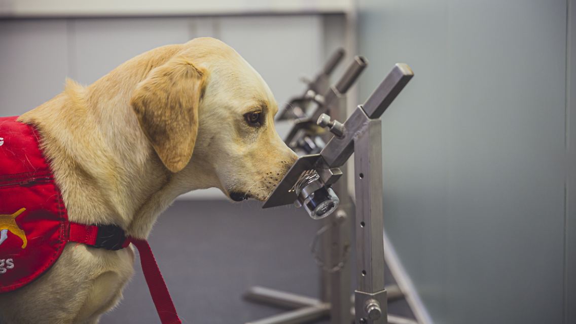 Spürhund Tala schnüffelt an einer Probe.