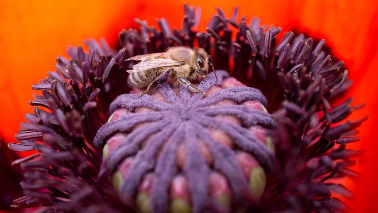 Insekten- und Blumenwiesen machen übrigens viel weniger Arbeit als ein herkömmlicher Rasen.