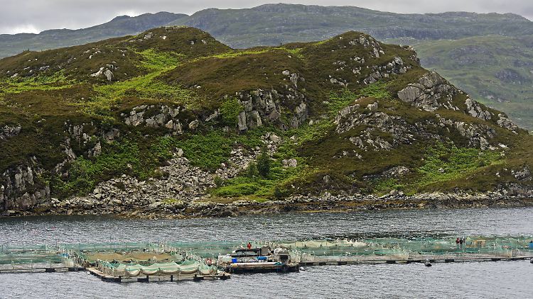 Fischfarm für Lachse an der schottischen Küste: Vor allem in Regionen, in denen Lachs in Aquakulturen gezüchtet wird, finden sich verbreitet multiresistente Lachsläuse - auch auf wildlebenden Fischen.