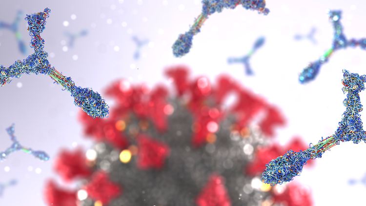 Das Spike-Protein ermöglicht dem Virus, in die menschlichen Zellen einzudringen.