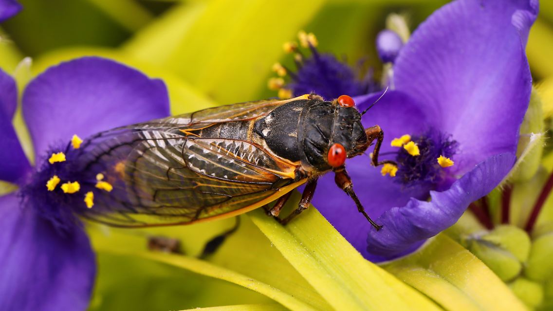 Insgesamt werden die fast vier Zentimeter langen Zikaden mit den leuchtend roten Augen etwa drei Wochen leben, …