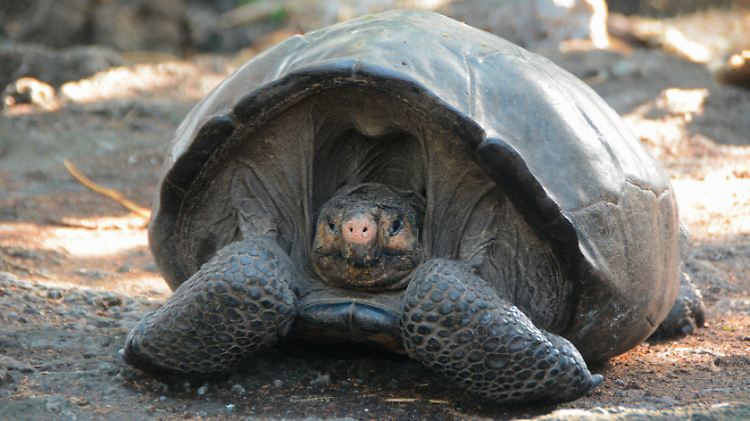Galt seit mehr als 100 Jahren als ausgestorben, nun wurde sie auf einer Galapagos-Insel wiederentdeckt: die Riesenschildkröte Chelonoidis phantasticus.