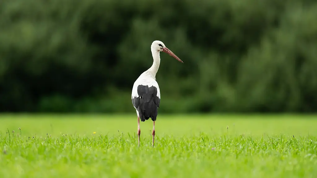 Bei-einem-verendeten-Storch-hat-das-Friedrich-Loeffler-Institut-FLI-die-Gefluegelpest-nachgewiesen