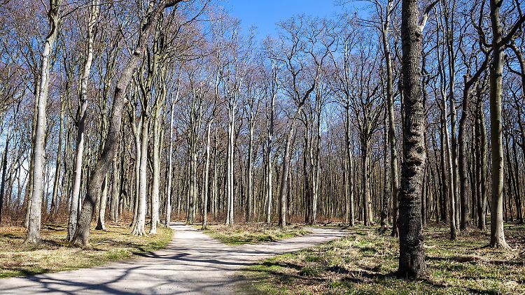 Der Gespensterwald in Nienhagen ist schön anzusehen. Gesund ist er nicht.