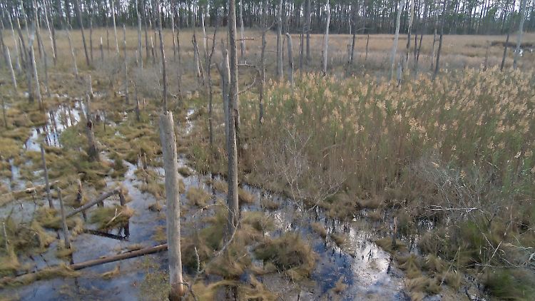 Auch dieses Marschland in Robbins im US-Bundesstaat Maryland war einst ein Wald.