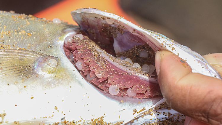 Ein angeschwemmter toter Fisch am Strand von Colombo - übersät mit Mikroplastik-Teilchen.