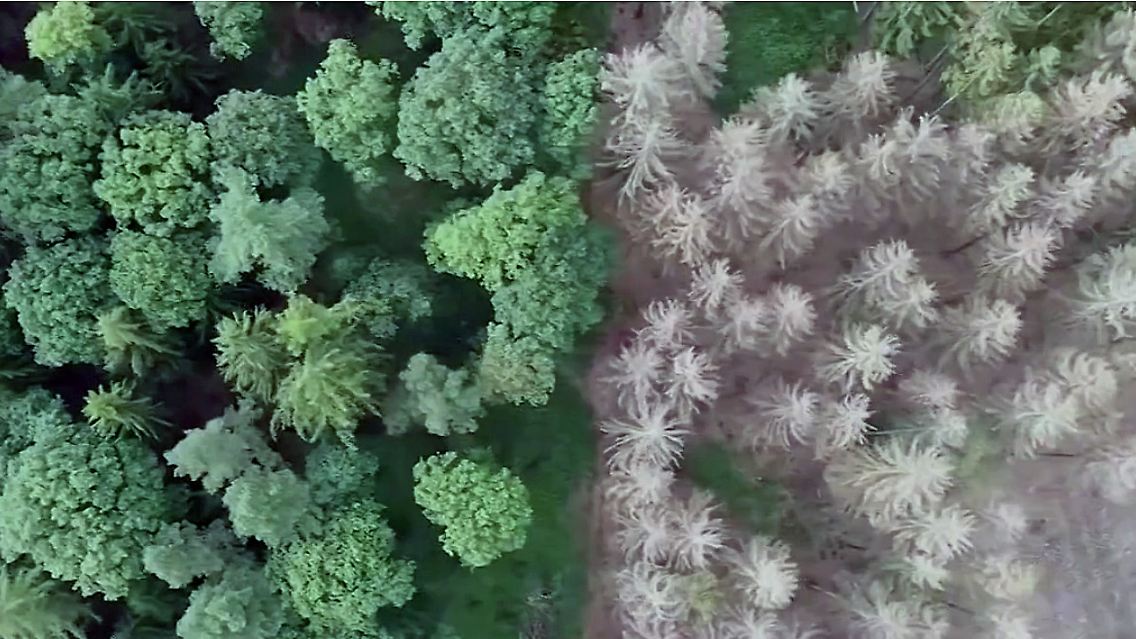 wald.jpg