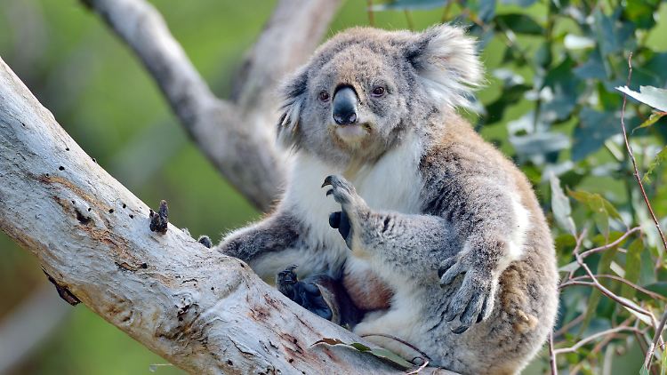 Die Forscher wollen herausfinden, ob die Koalas die Wildbrücken überhaupt nutzen. 