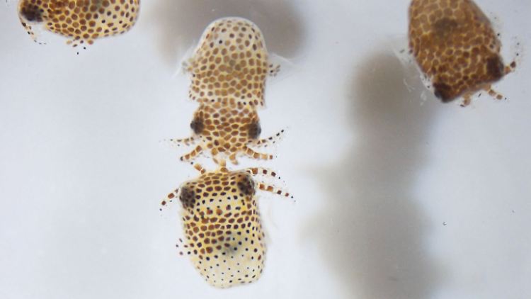 Anhand von Zwergtintenfischen sollen die Auswirkungen der Raumfahrt auf das Zusammenspiel zwischen Mikroben und Tieren untersucht werden.