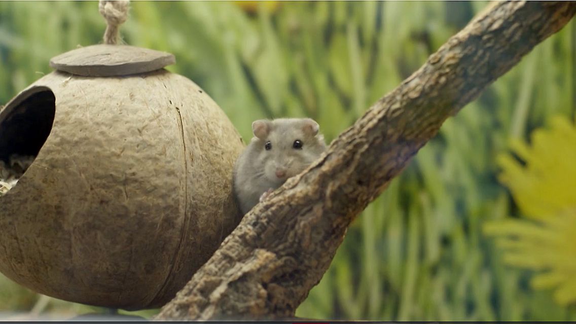 suesser-suesser-hamster.jpg