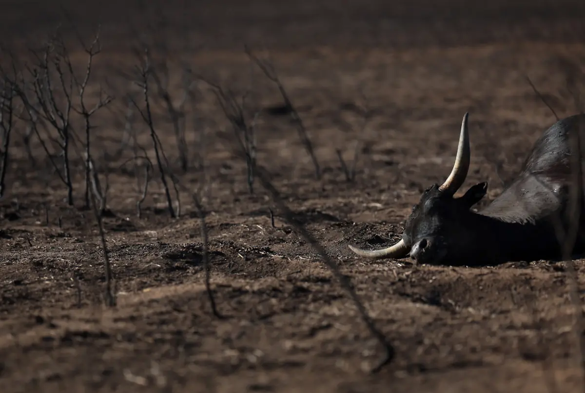 2024-03-01T234912Z-1881913179-RC25D6AYJSLE-RTRMADP-3-USA-WILDFIRES