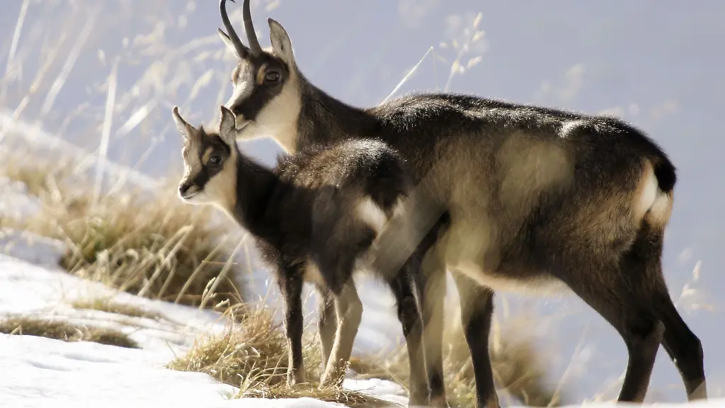Gaemsen-im-Winter-Schonzeit-verkuerzt-Archivbild