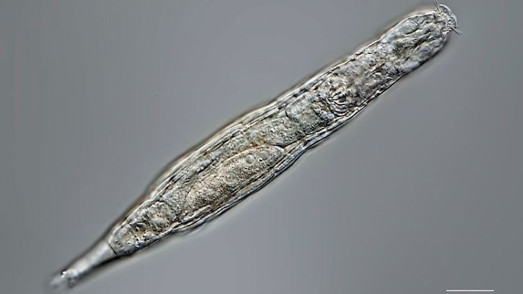 Rädertierchen unter dem Mikroskop: Die Vielzeller sind 0,1 bis 0,5 Millimeter lang und offenbar sehr überlebensfähig.