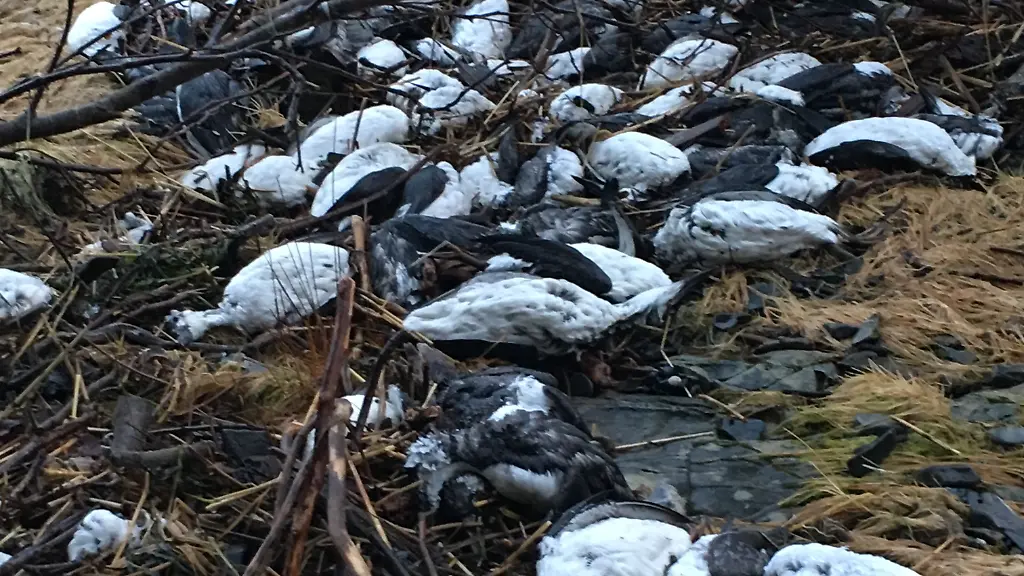 urn-binary-dpa-com-20090101-241215-99-334808-FILED