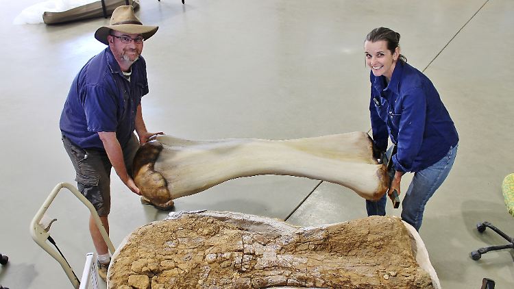 Australotitan cooperensis ist der größte Dinosaurier, der jemals in Australien gelebt hat.