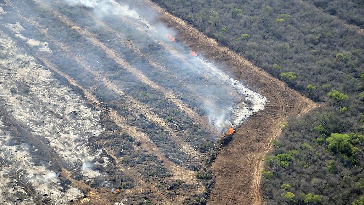Illegale Brandrodung im Regenwald: Erst werden die Bäume gefällt, dann verbrannt, um Platz für neue Soja-Felder zu schaffen.