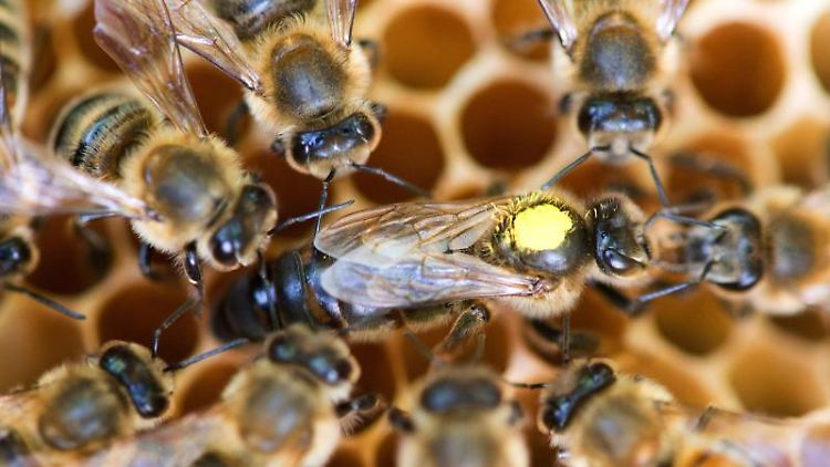 Bienenwaben sind ein Beispiel für biologische Architektur.