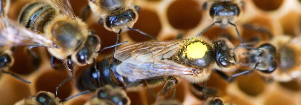 Eine Königin sitzt umringt von Honigbienen ihres Staates auf einer Wabe. Foto: Klaus-Dietmar Gabbert/dpa-Zentralbild/dpa/Symbolbild