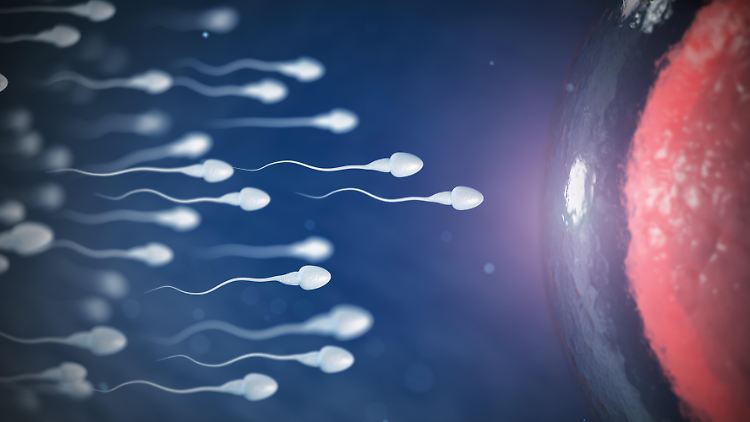 Spermien und eine Eizelle in einer Computergrafik: Viele Studien stellen einen Rückgang der Spermienzahl bei Männern fest.