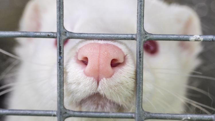 Allein 2015 seien über 55 Millionen Nerze für die Pelzproduktion getötet worden, berichtet Peta.