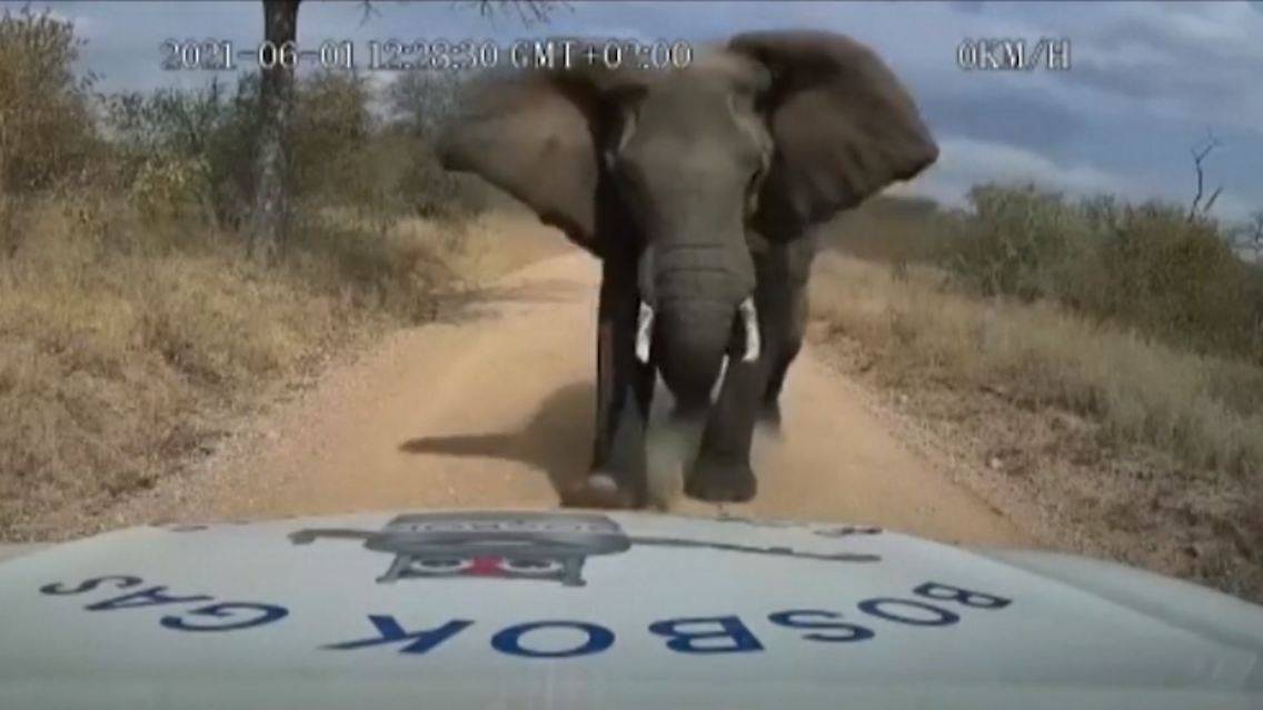 elefant.PNG