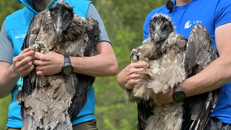 Die Bartgeierweibchen "Wally" und "Bavaria" posieren ein letztes Mal, bevor sie am Knittelhorn in Bayern in die Freiheit entlassen werden.