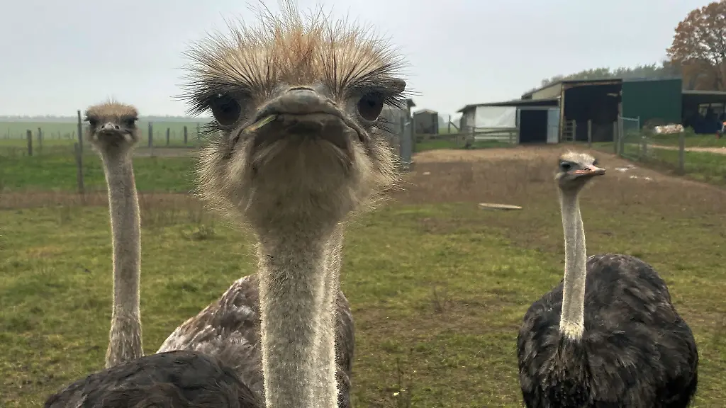 Die-Feuerwehr-konnte-den-Brand-in-der-Straussenfarm-loeschen-und-verhindern-dass-sich-das-Feuer-ausbreitet