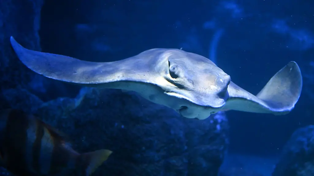 Das-Sea-Life-Aquarium-hat-etwa-30-Wasserbecken-in-denen-zuletzt-rund-3-000-Tiere-lebten