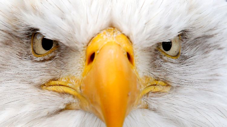 Nationalvogel der Vereinigten Staaten: Der Weißkopfseeadler weiß nichts vom Arbeitsmarkt.