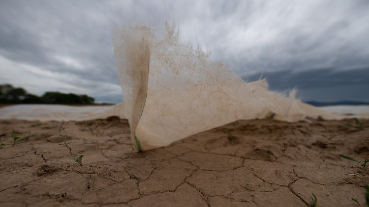 Extreme Hitze kann verheerende Folgen für Gesundheit und Umwelt haben. 