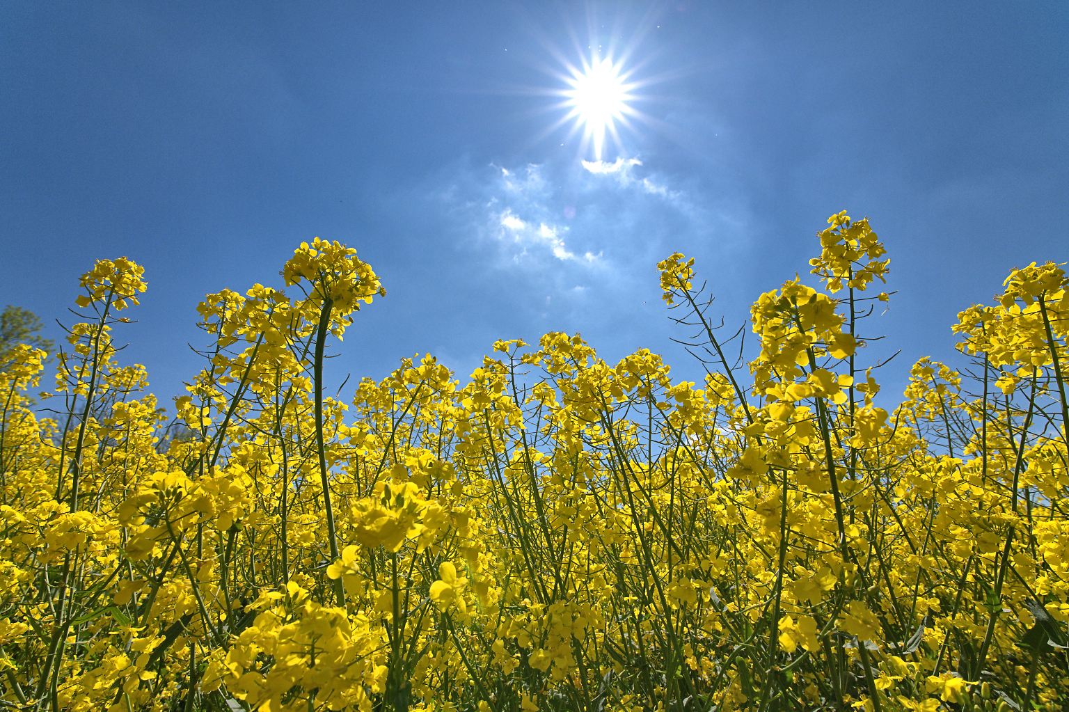 Für Meteorologen begann der Sommer schon am 1. Juni, nun ist es auch astronomisch und kalendarisch so weit: …