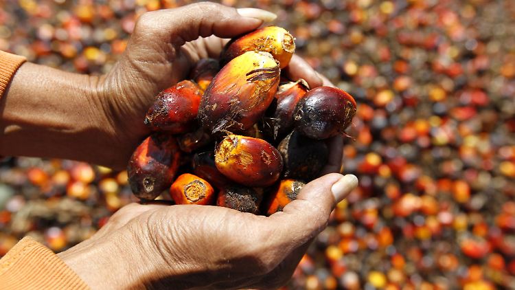 Ein Arbeiter aus Indonesien mit Früchten der Ölpalme: Auch diese Bäume sind besonders klimagefährdet.