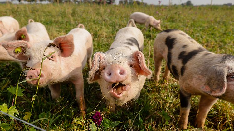 Glückliche Schweine in Freilandhaltung - bis jetzt nur sehr wenigen Tieren vergönnt.