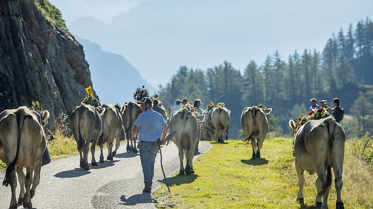Beim Almabtrieb oder auch zur Beruhigung der Tiere während des Melkens ertönen in der Schweiz oft "Kuhreihen".