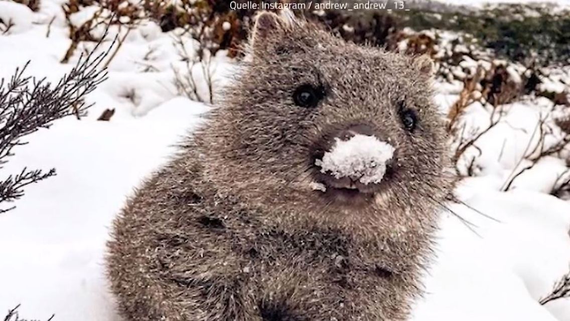 Wombat Schnee.JPG