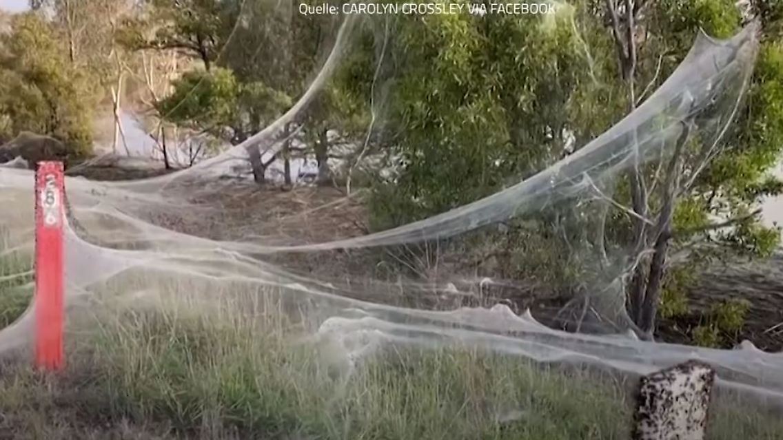 Spinnennetze Australien.JPG
