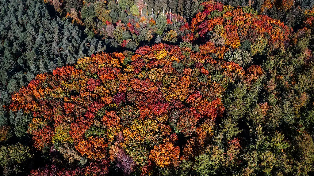 Dem-Wald-im-MV-geht-s-gut-sagt-Umweltminister-Backhaus