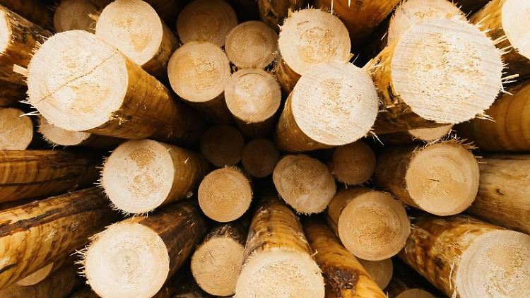Für dieses Jahr hoffen Waldbesitzer und Forstbetriebe auf weiter steigende Preise für Rundholz.