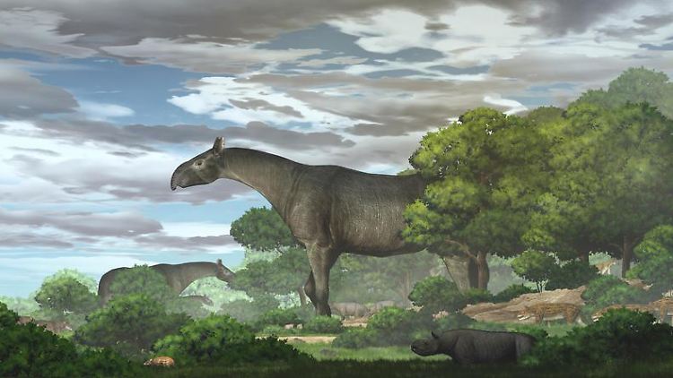 Grafische Rekonstruktion des Riesennashorns Paraceratherium linxiaense auf dem nordöstlichen Tibetischen Plateau während des späten Oligozäns.