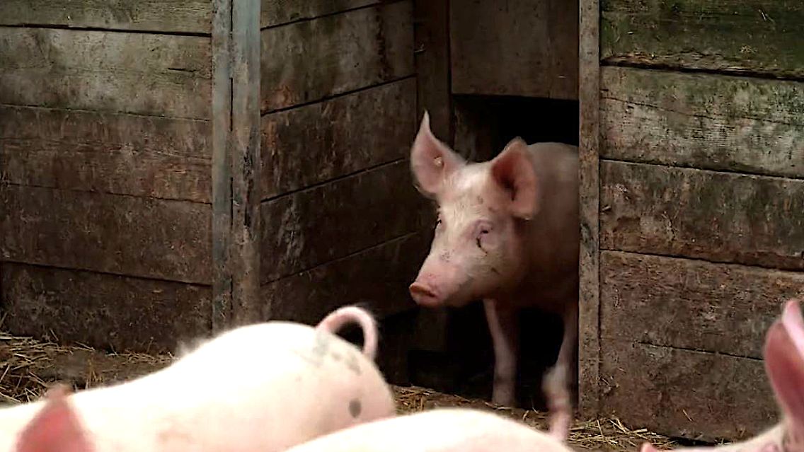 Schwein_Fleisch.JPG