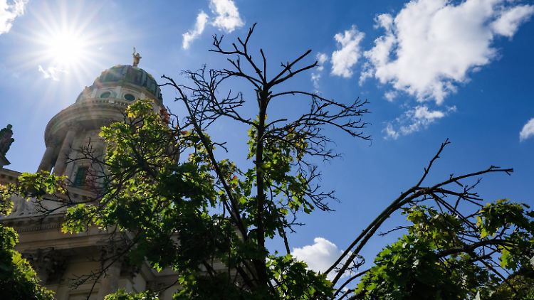 Dass Bäume zu wenig Wasser bekommen, erkennt man unter anderem daran, dass die Krone immer lichter wird - wie an diesem Kugelahorn am Berliner Gendarmenmarkt.