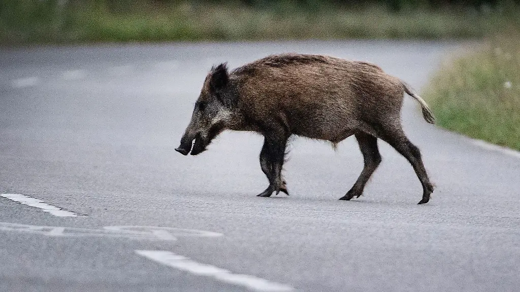 Eine-Wildschweinrotte-auf-der-Strasse-hat-bei-Braunschweig-einen-Unfall-verursacht-der-fuer-elf-Tiere-toedlich-endete