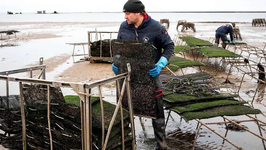 Christoffer-Bohlig-packt-an-Zum-Schutz-vor-Eisgang-werden-jedes-Jahr-im-Winter-gut-eine-Million-Austern-ins-Winterlager-in-Meerwasserbecken-an-Land-gebracht