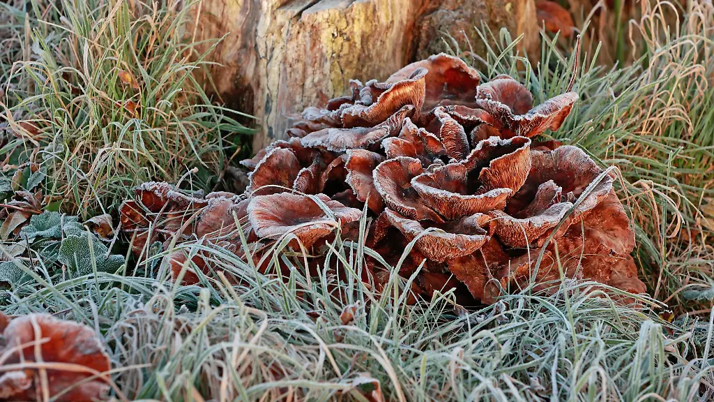 Regen-und-Glaette-dominieren-die-Mitte-der-Woche-bevor-es-etwas-freundlicher-wird