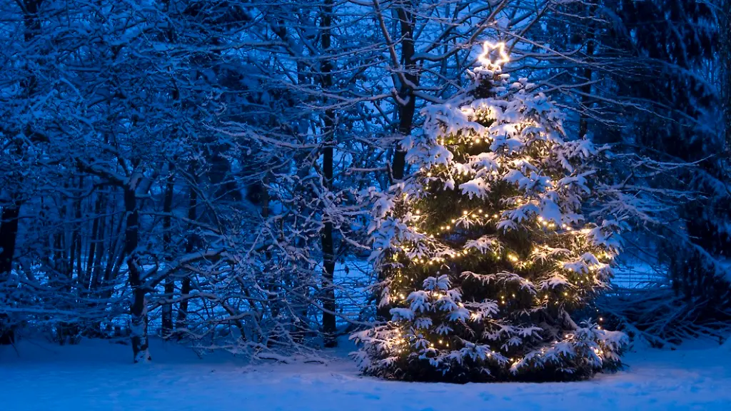 Funkeln im Vorgarten: Weihnachtsbaumbeleuchtung für außen: drei Tipps