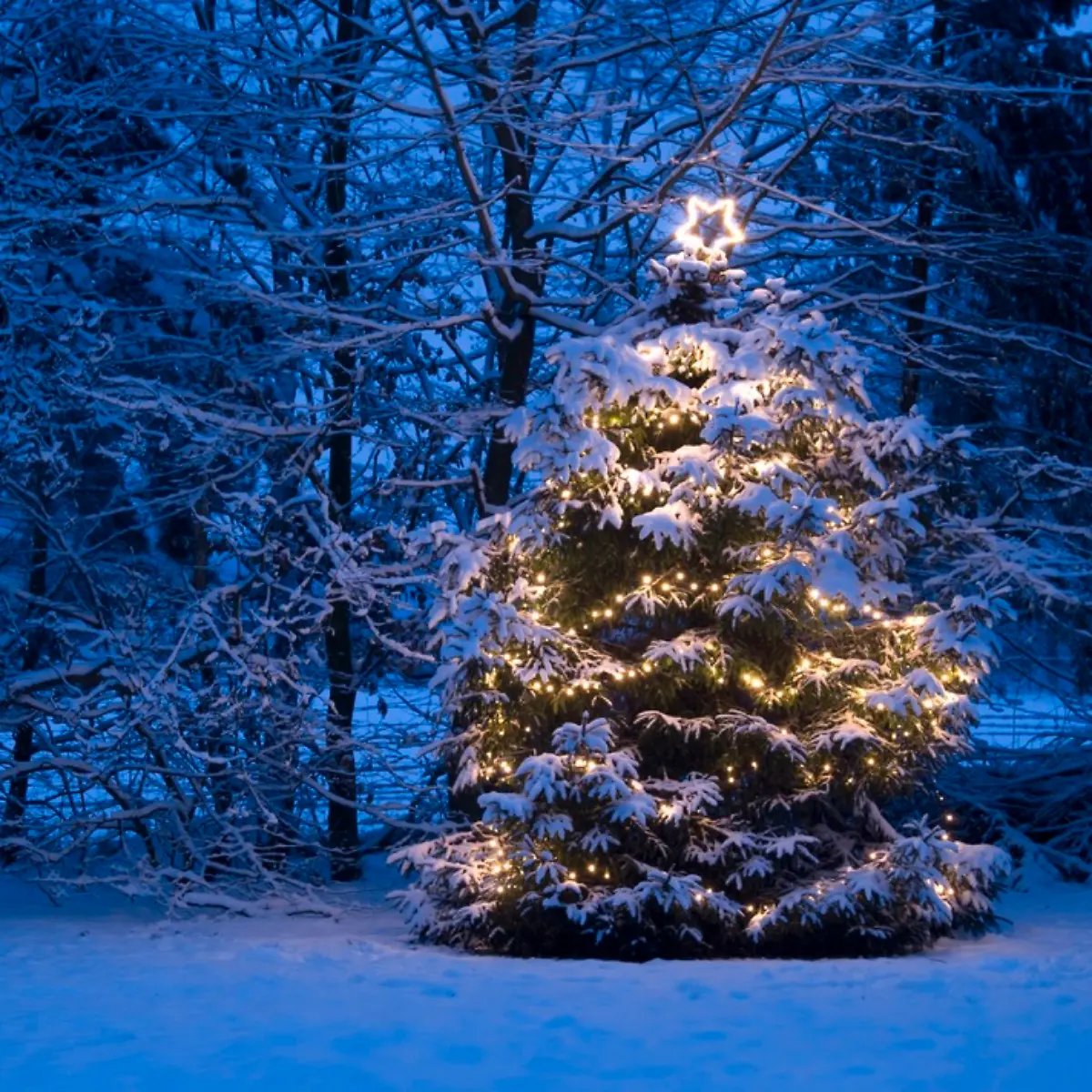 Funkeln im Vorgarten: Weihnachtsbaumbeleuchtung für außen: drei Tipps