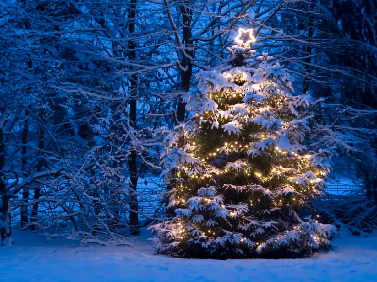Funkeln im Vorgarten: Weihnachtsbaumbeleuchtung für außen: drei Tipps