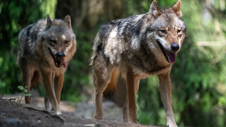 2019/2020 lag die Zahl der frei lebenden Wolfsrudel in Deutschland laut Bundesamt für Naturschutz bei 128 - das waren 23 Rudel mehr als 2018/2019.