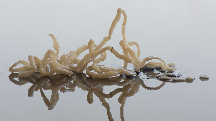 Niclosamid wird seit Jahren bei Bandwurm-Infektionen eingesetzt.